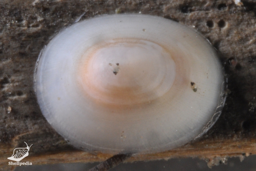 ニッポンワタゾコシロガサ, Cocculina subcompressa Schepman, 1908
