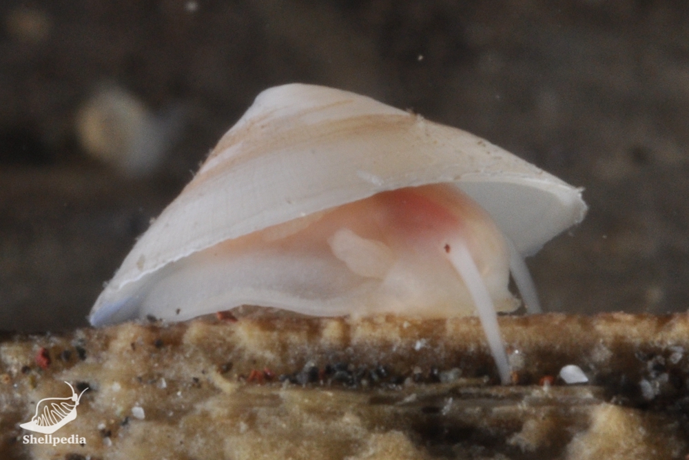 ニッポンワタゾコシロガサ, Cocculina subcompressa Schepman, 1908