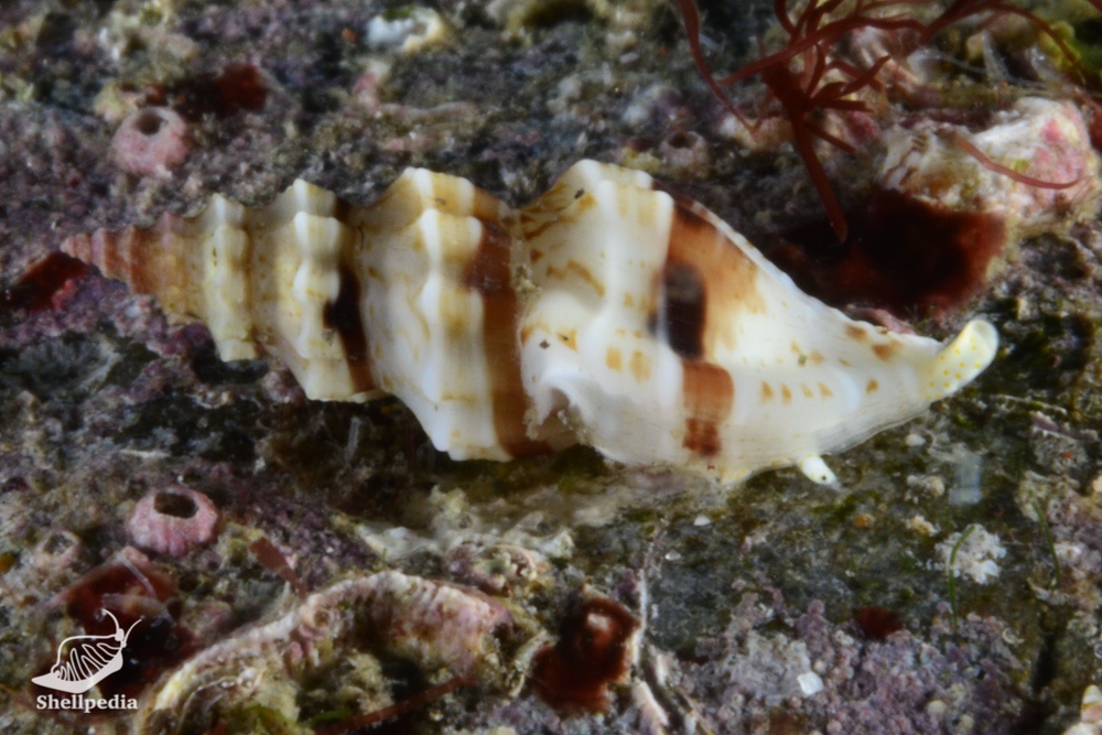 ハッカクフタナシシャジク, Hemicythara octangulata (Dunker, 1860)