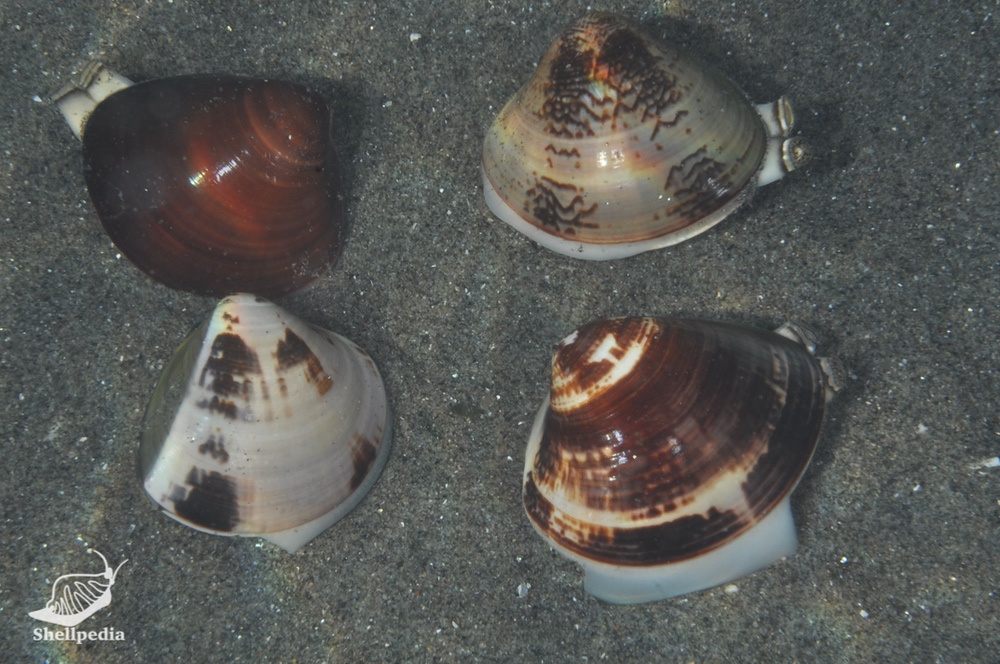 ハマグリ, Meretrix lusoria (Röding, 1798)