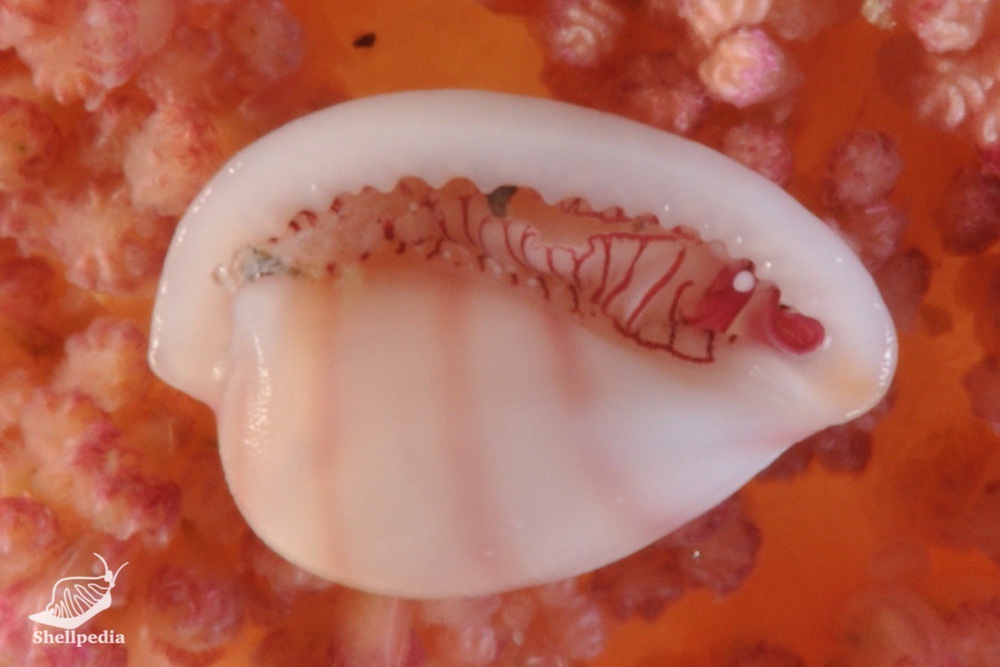 ヒナコダマウサギ, Habruprionovolva aenigma (Azuma & Cate, 1971)