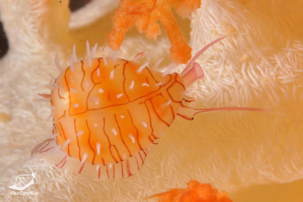 ヒナコダマウサギ, Habruprionovolva aenigma (Azuma & Cate, 1971)