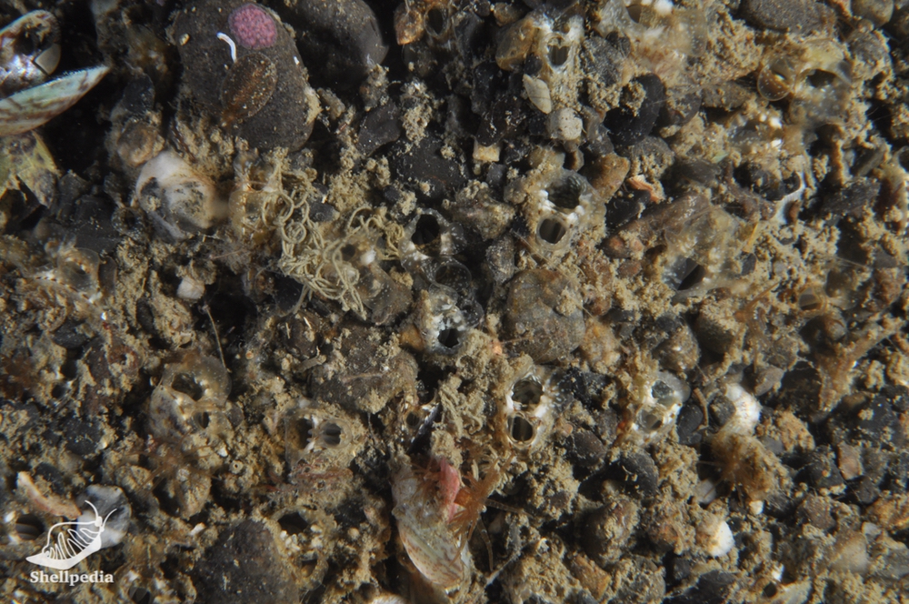 ヒナタマエ, Musculus nanus (Dunker, 1857)