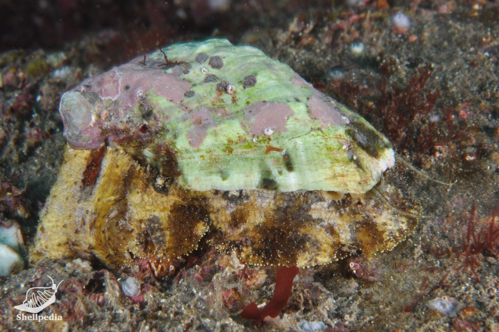 フルヤガイ, Stomatia phymotis Helbling, 1779