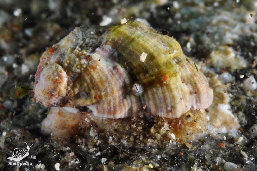 フルヤガイ, Stomatia phymotis Helbling, 1779