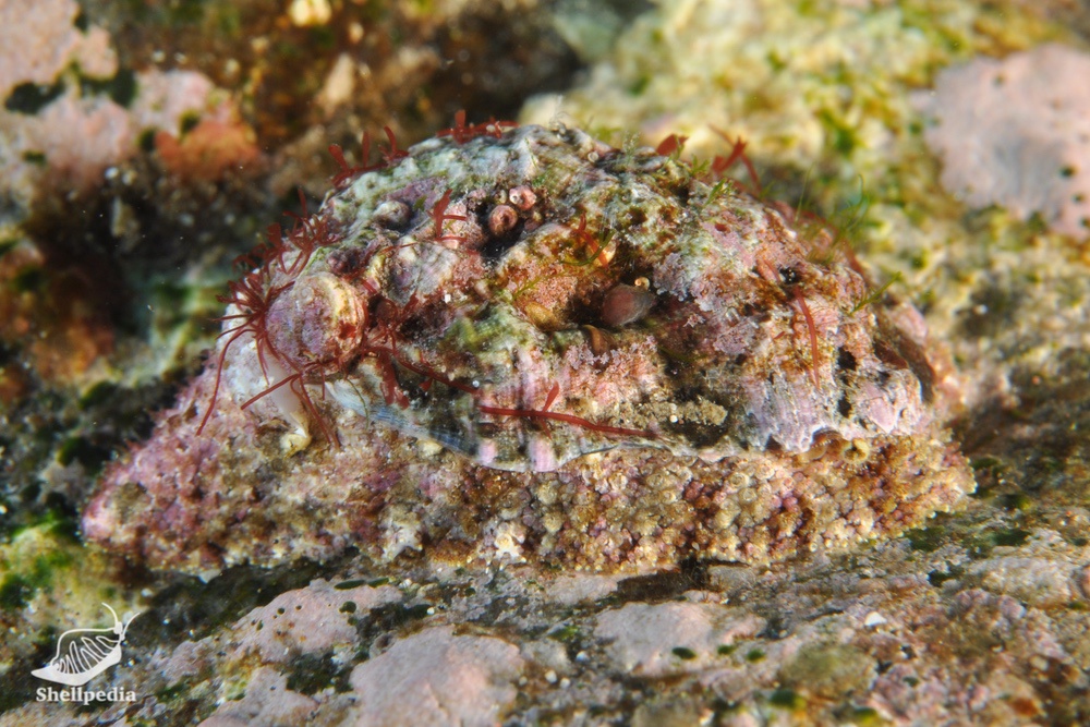 フルヤガイ, Stomatia phymotis Helbling, 1779