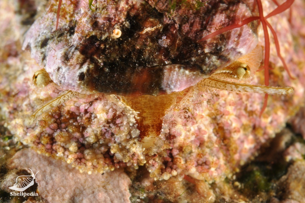 フルヤガイ, Stomatia phymotis Helbling, 1779