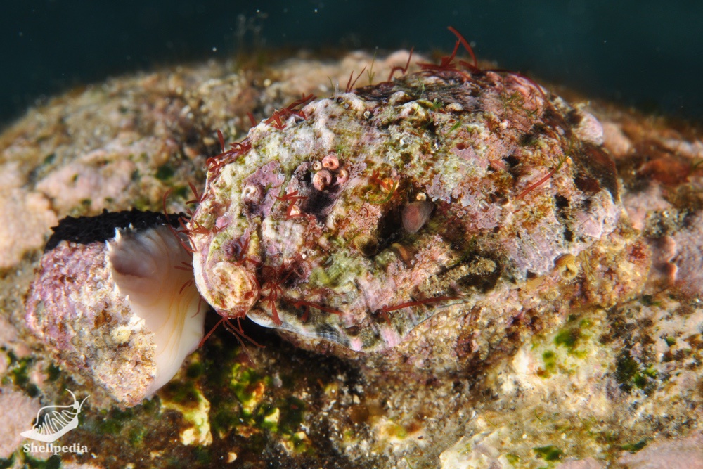 フルヤガイ, Stomatia phymotis Helbling, 1779