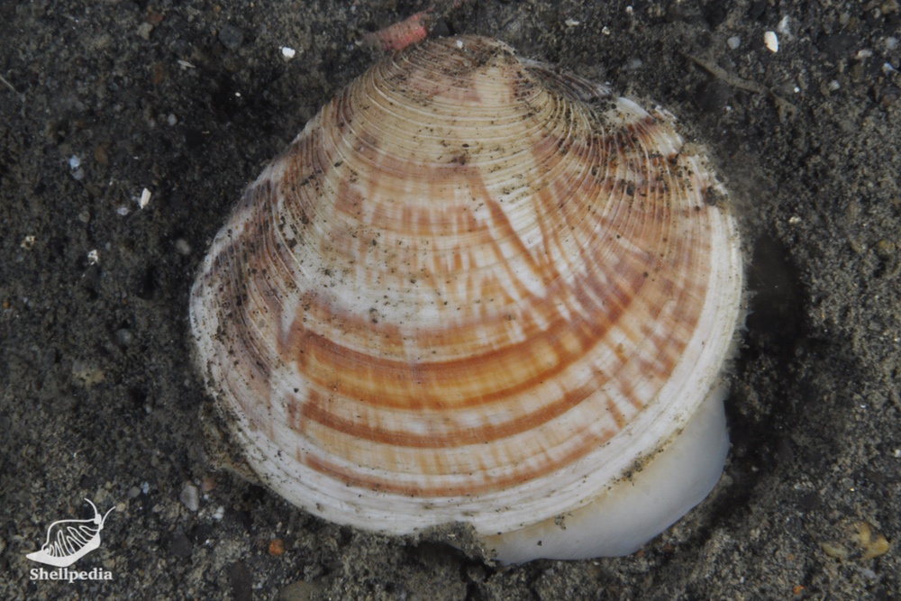 ホンビノスガイ, Mercenaria mercenaria (Linnaeus, 1758)
