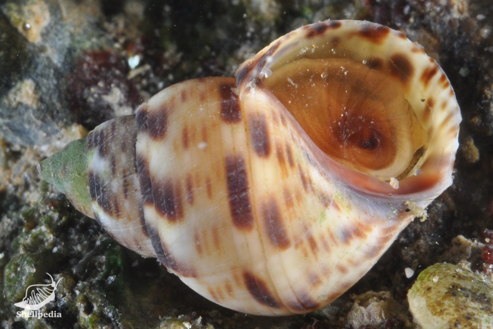 マルウズラタマキビ, Littoraria articulata (Philippi, 1846)