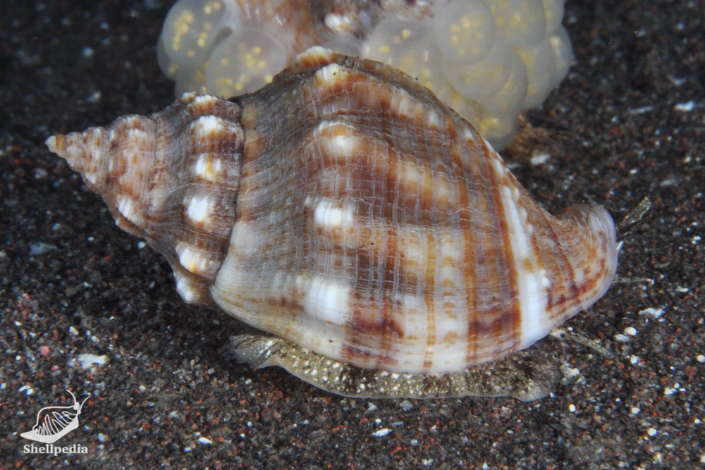 国産貝標本 ミクリガイ科 定番人気，お得