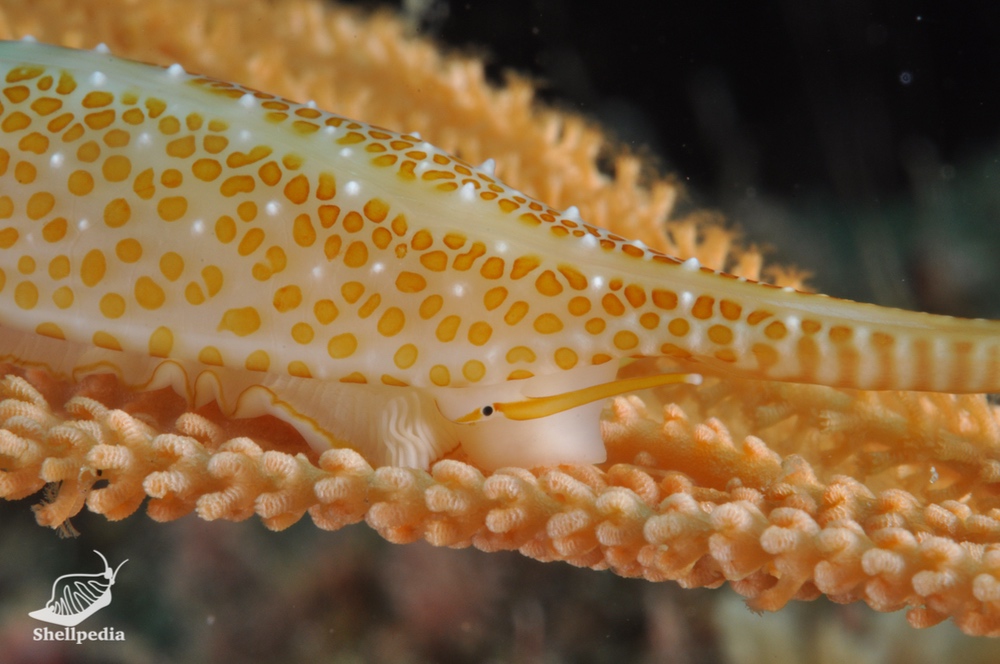 ワカヤマキヌヅツミ, Phenacovolva wakayamaensis (Cate & Azuma, 1973)