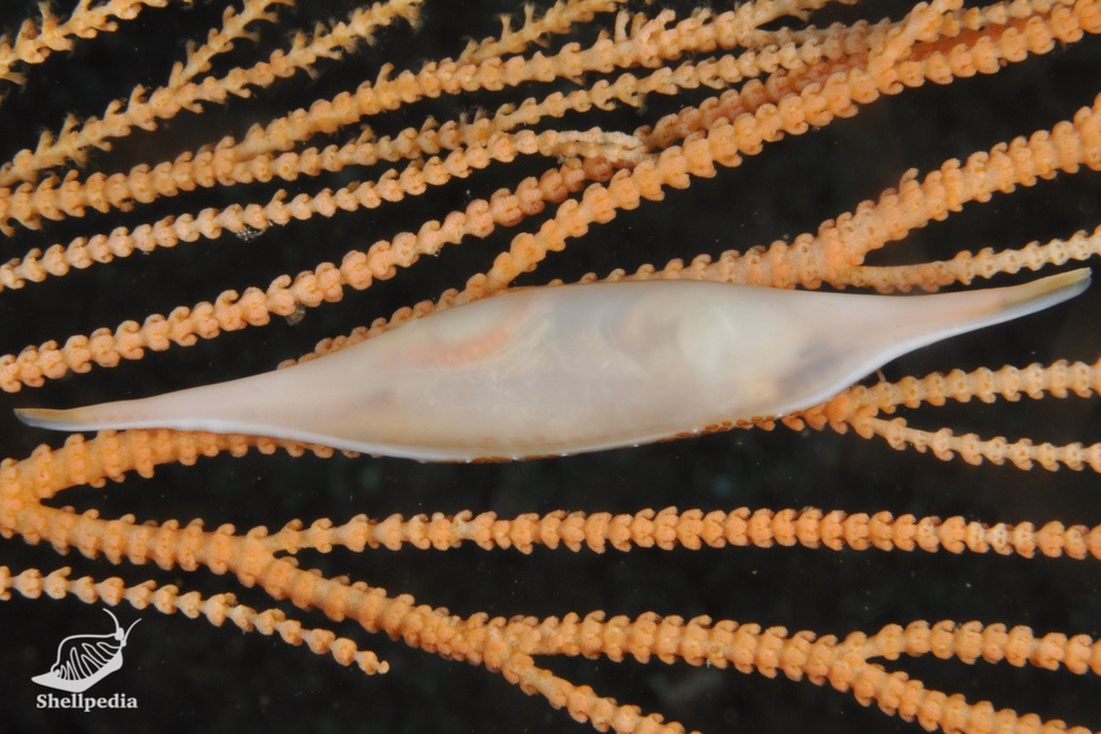 ワカヤマキヌヅツミ, Phenacovolva wakayamaensis (Cate & Azuma, 1973)